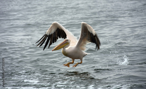 Pelican Flying © Gail Johnson