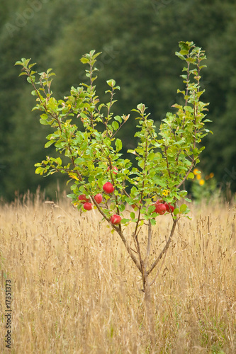 Small apple tree