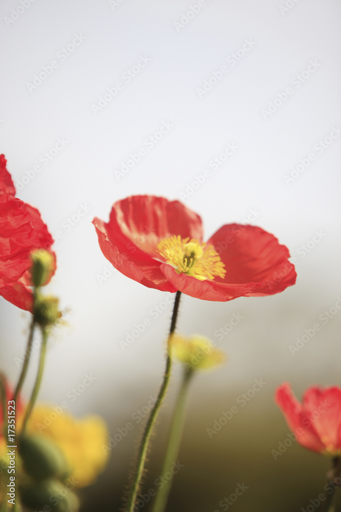 Obraz premium ポピー