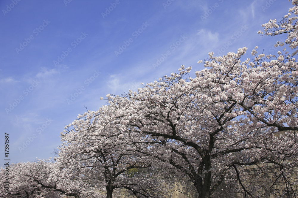 大阪城の桜