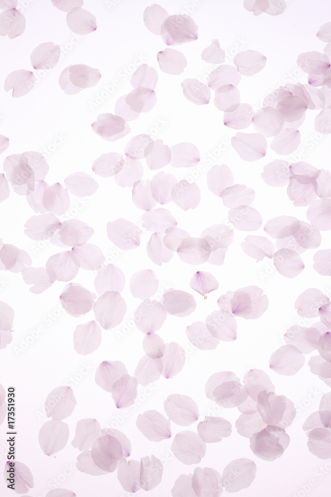 桜の花弁 桜の花弁