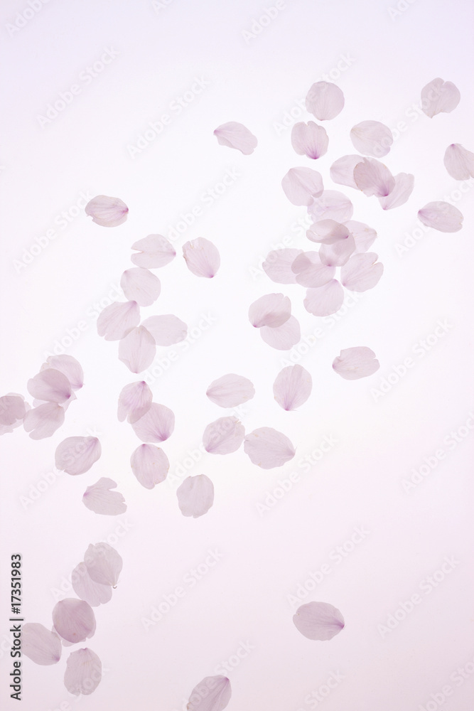 桜の花弁 桜の花弁