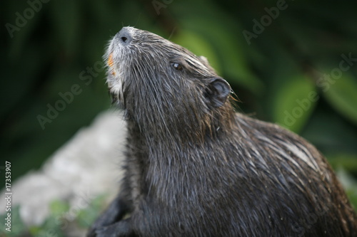 Nutria photo