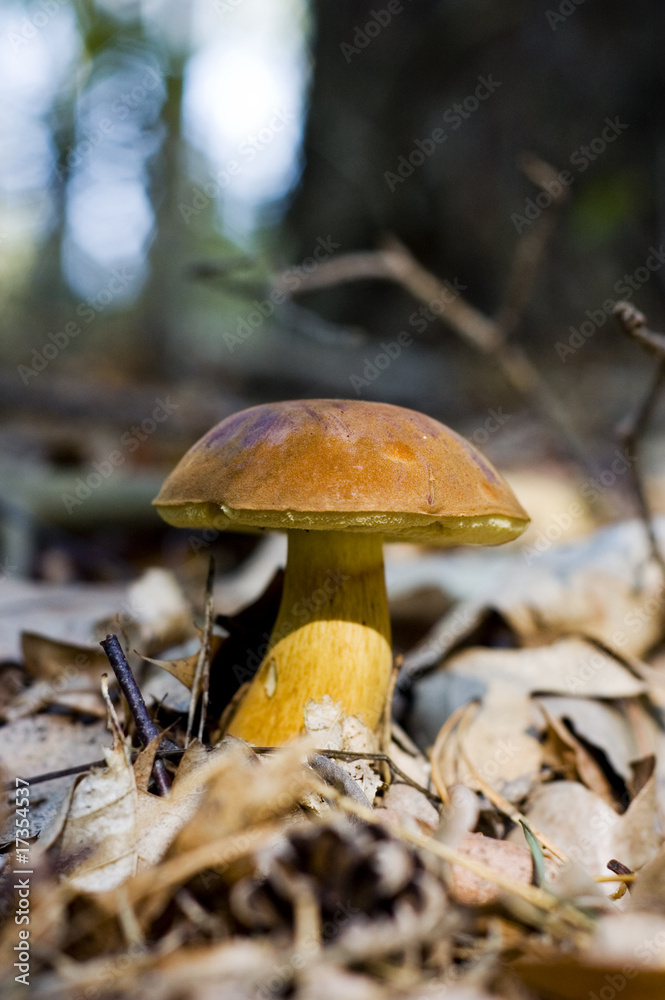 Fototapeta premium mushroom bay bolete