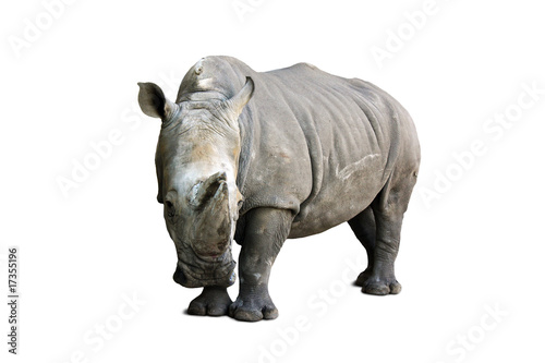 rhinoceros isolated on white background