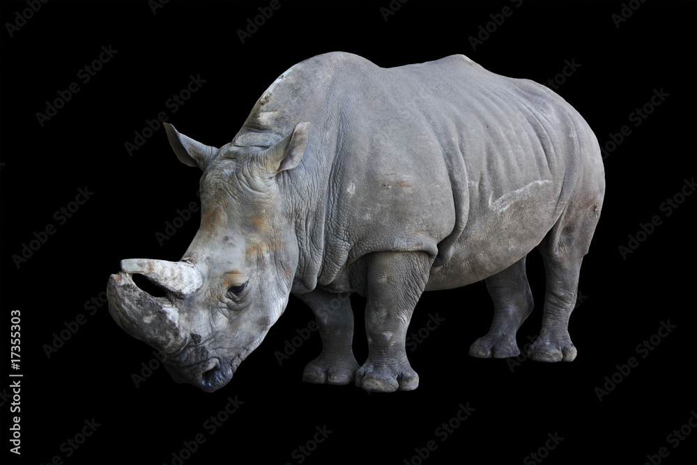 Naklejka premium rhinoceros isolated on black background