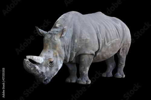 rhinoceros isolated on black background