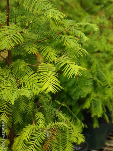 Dawn Redwood Bonsai Tree-1