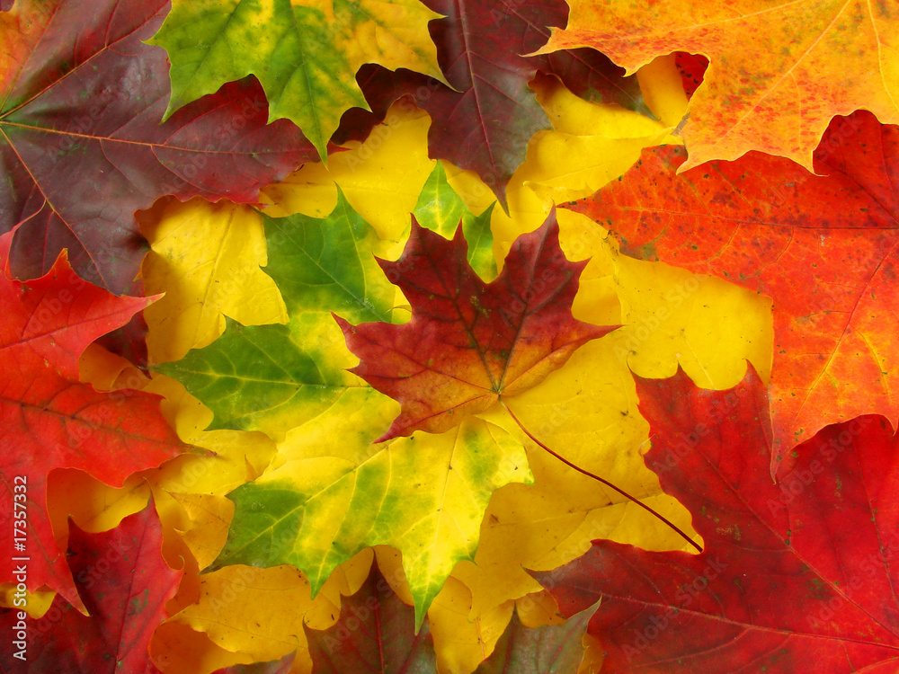 colorful maple leaves background