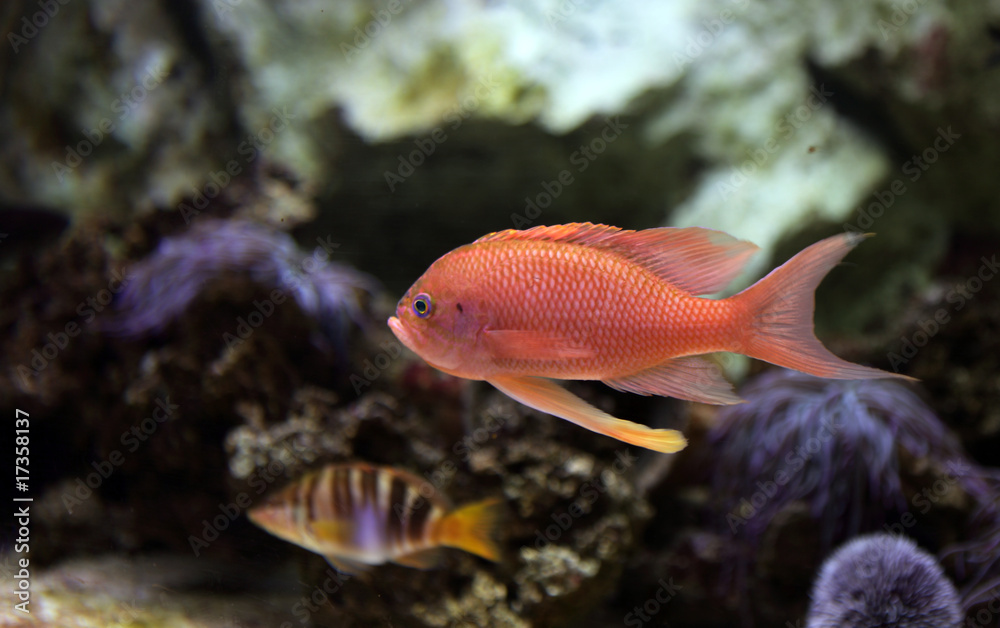 poisson orange