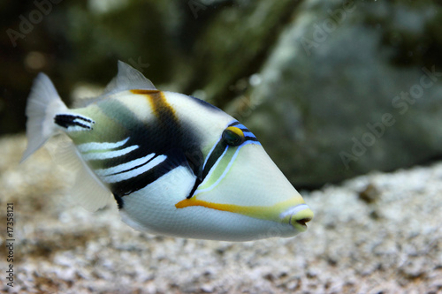 poisson picasso