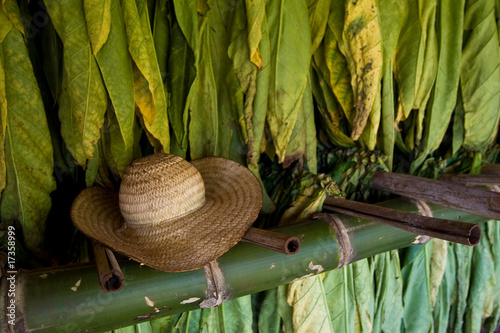 Photos Tabak-Anbau in Paraguay