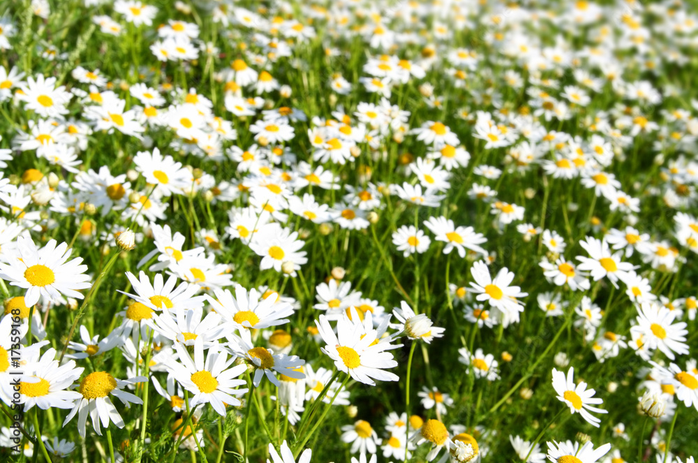Fototapeta premium bright camomiles on summer meadow