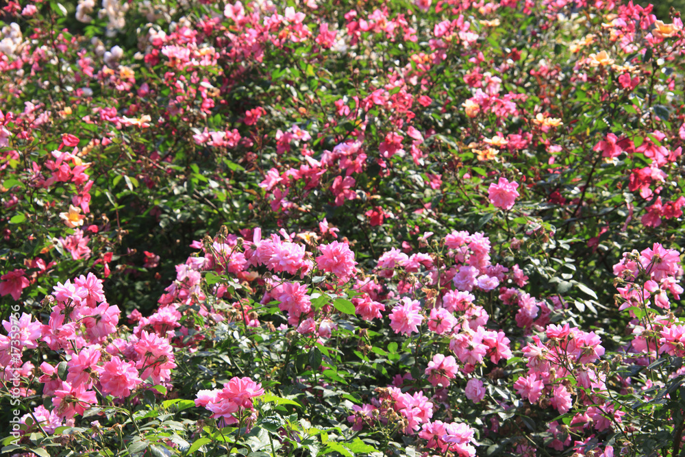靭公園のバラ園