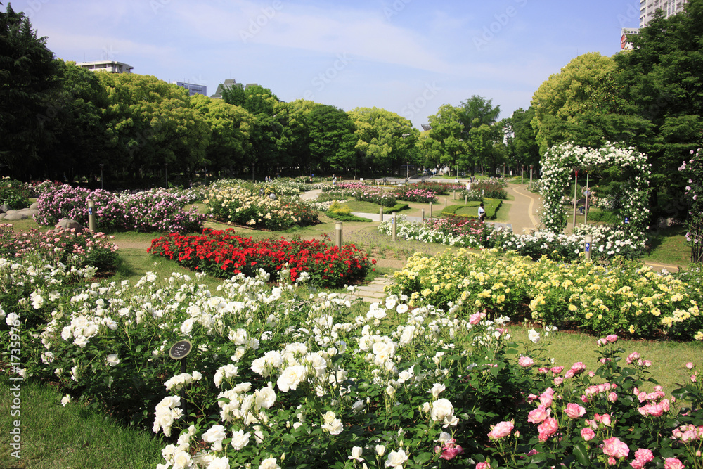 Fototapeta premium 靭公園のバラ園