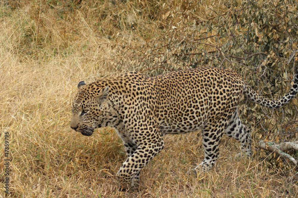 leopard 11