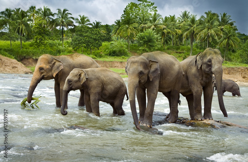 Photography A herd of Asian Elephants cross a large river