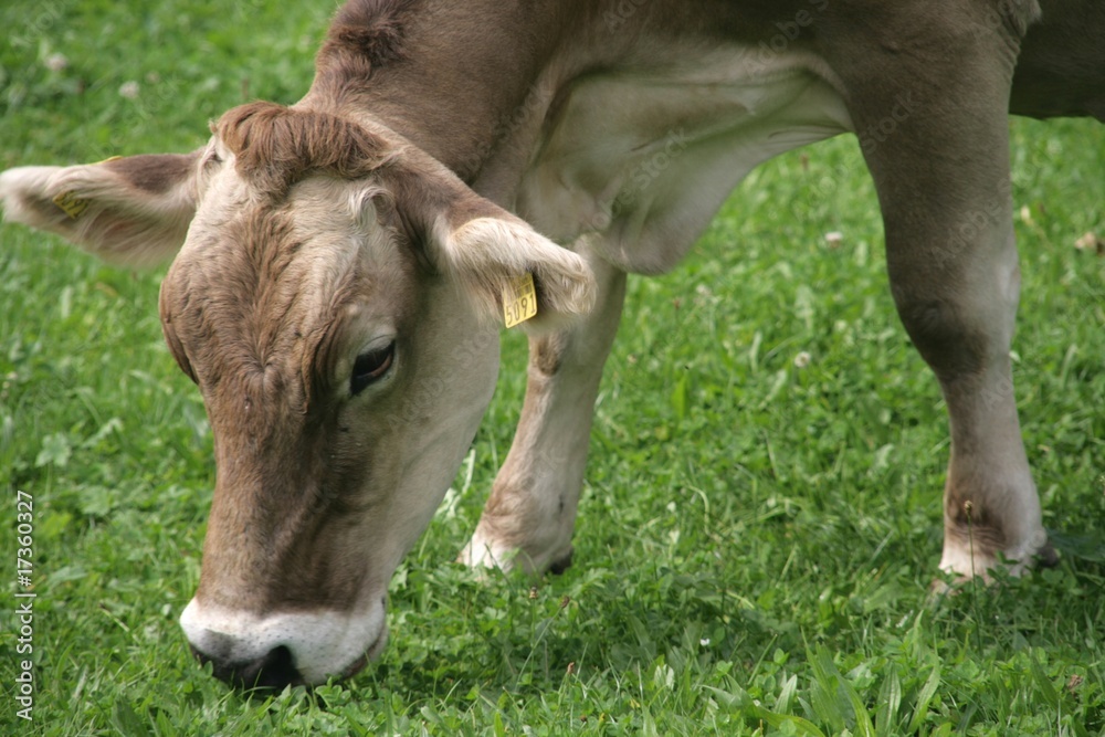 Kuh auf Wiese Kuh auf Wiese