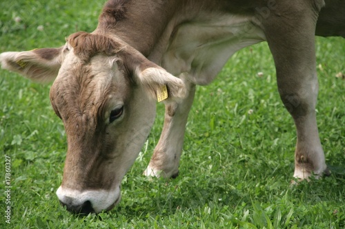 Kuh auf Wiese