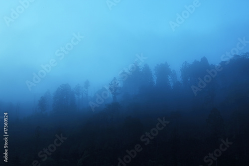 朝靄と木々