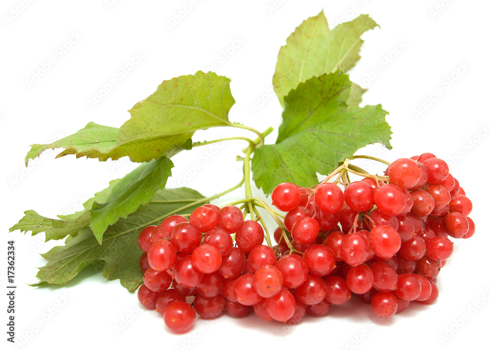 Guelder-rose Guelder-rose
