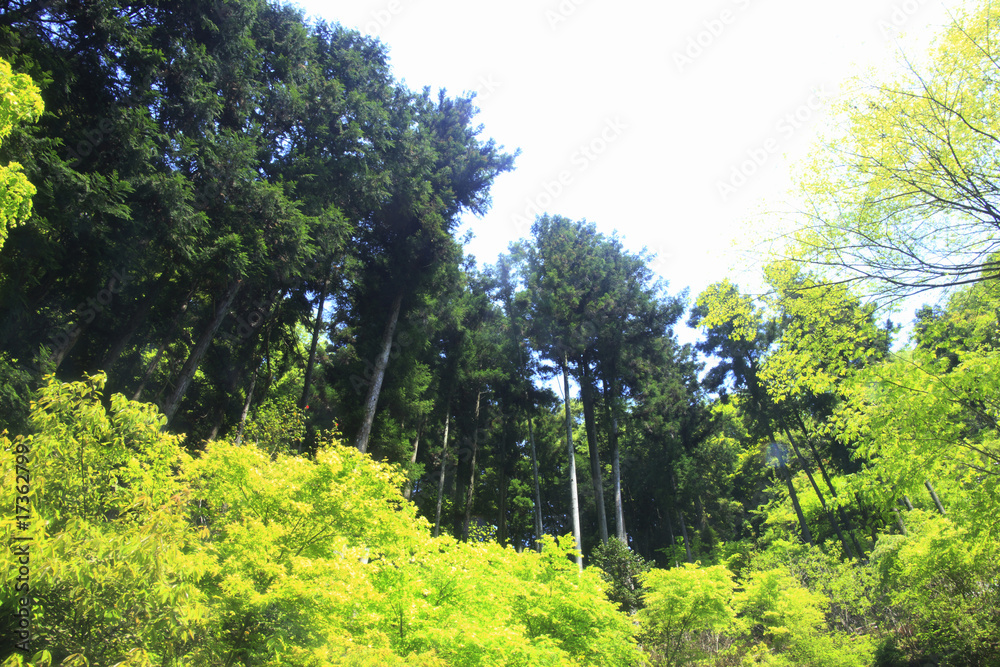 Fototapeta premium 赤目四十八滝渓谷