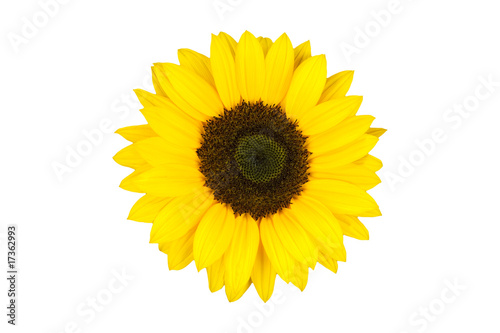 Sonnenblume