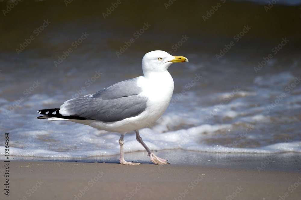 Silbermöwe Silbermöwe