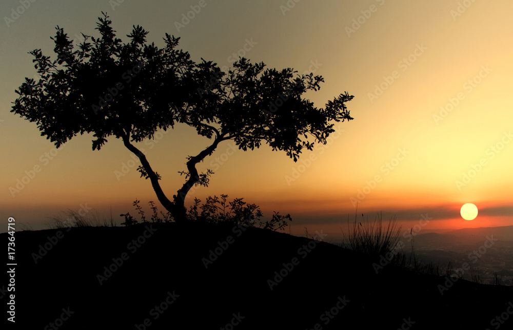 Silhouette tree in the top of a mountain whith colorful twilight