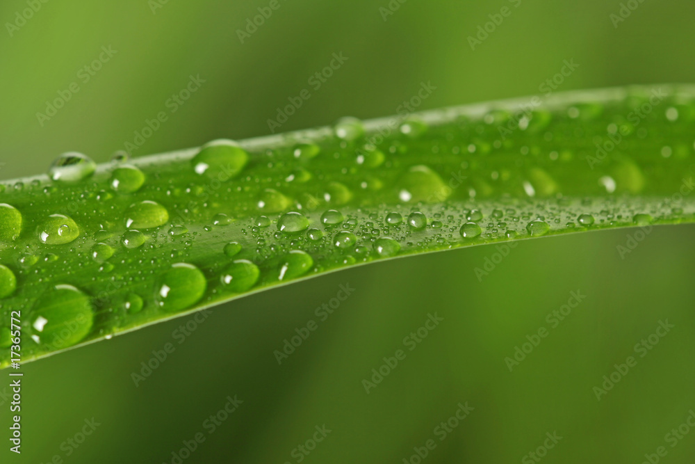 raindrops on green grass