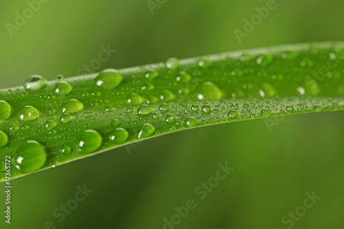 raindrops on green grass