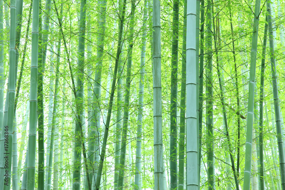 竹林 竹林