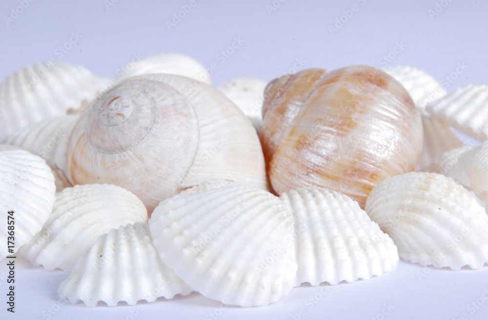 Muscheln Muscheln