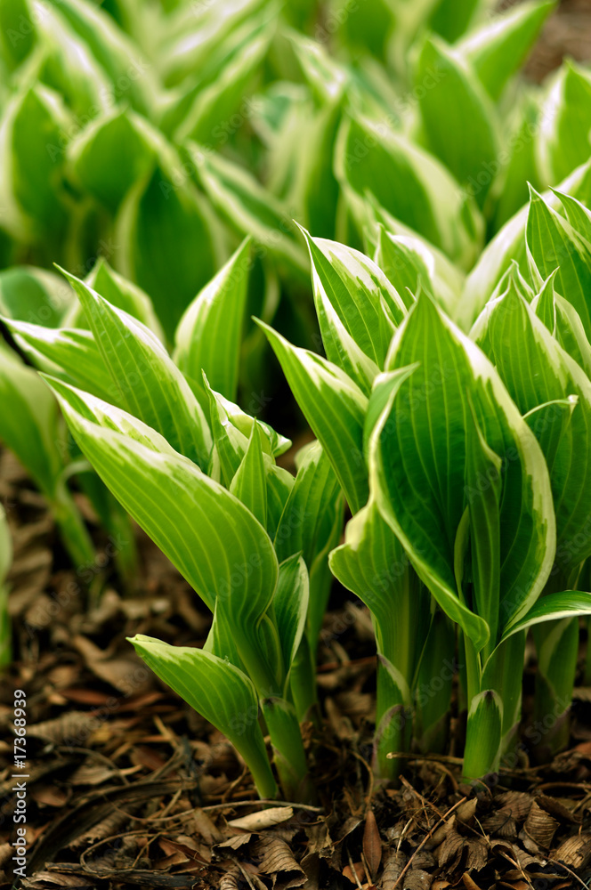 Variegated Hosta Sprouts emerging in the Spring Variegated Hosta Sprouts emerging in the Spring