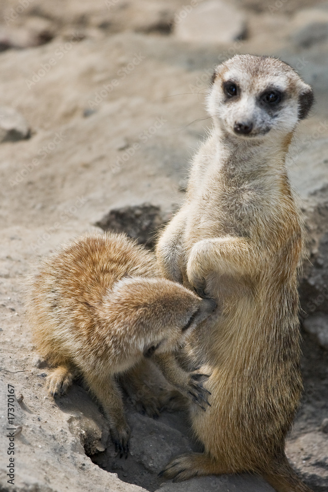 Fototapeta premium Meerkat