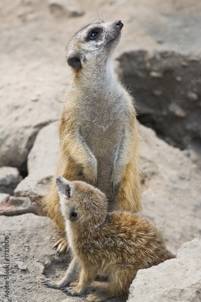 Fototapeta premium Meerkat