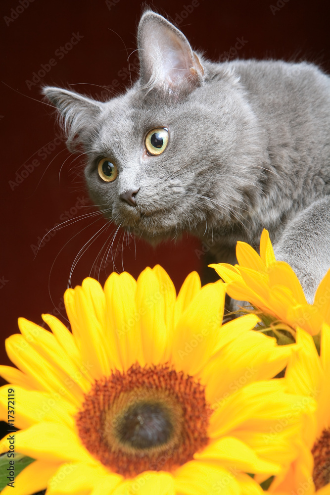 Naklejka premium Cat and sunflower