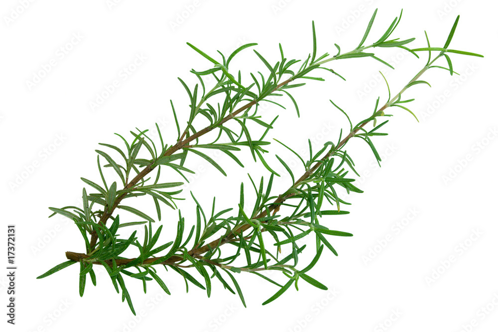 rosemary rosemary