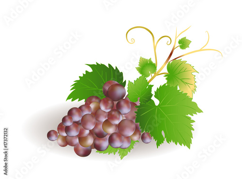 Blue grape cluster with leaves