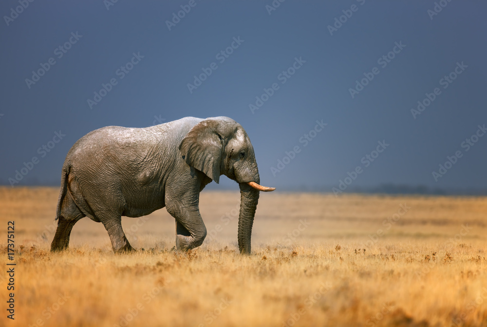 Obraz premium Słoń we frassfield