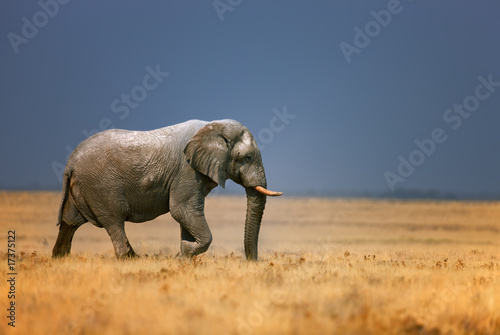 Elephant in frassfield