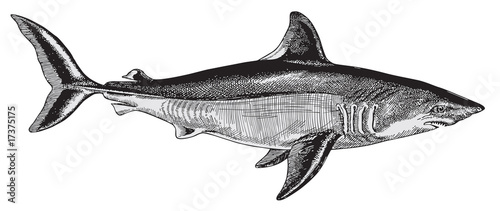 Shark vector