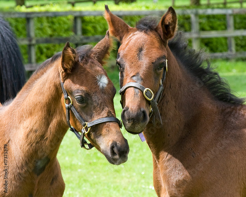 two colts closeup