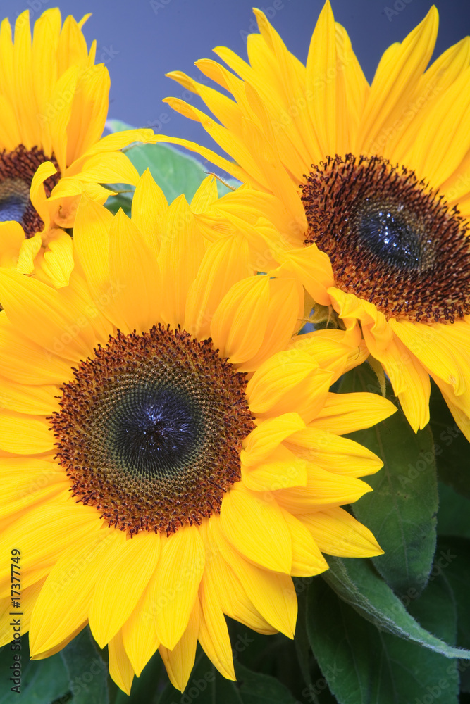 Fototapeta premium Beautiful sunflowers with blue sky