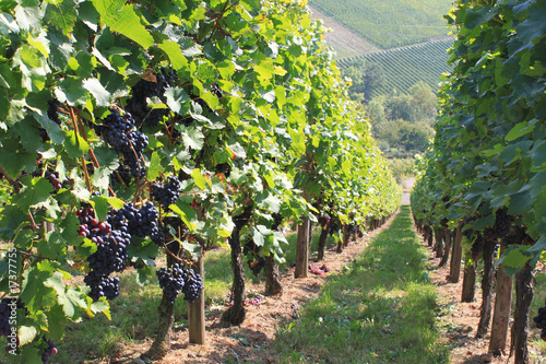 Weinreben