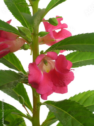 Impatiens balsamina (garden balsam) photo