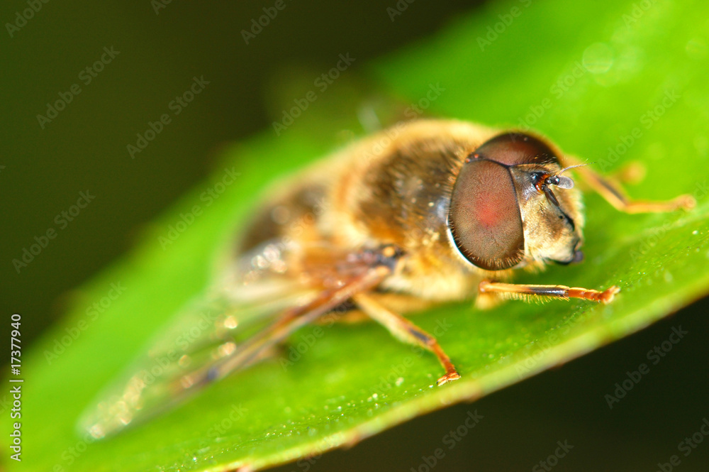 macro shot of a bee sitting on a leaf