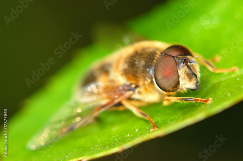 macro shot of a bee sitting on a leaf