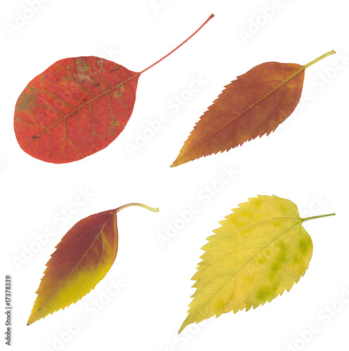 red yellow and brown autumn leaf isolated on white