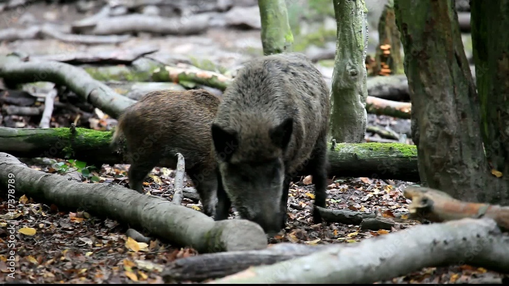 Wildschwein